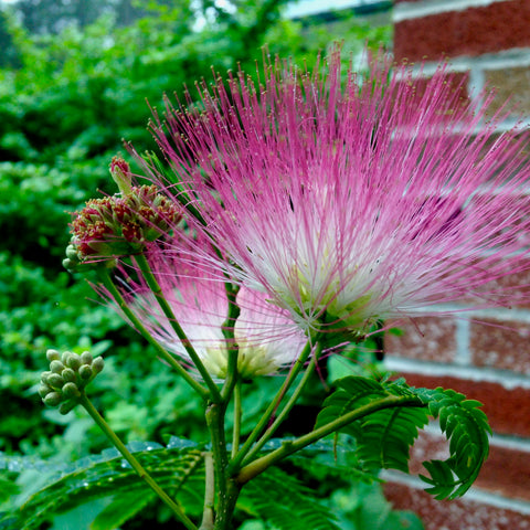Online Herbs to Lift the Spirits and Regulate Mood Webinar