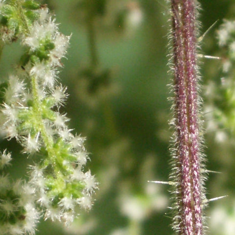 Allergy Support Online Class ($0 or $25)