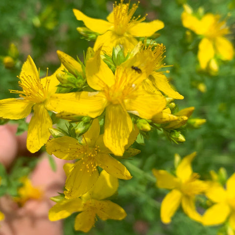 Science of Herbs & Researching the Studies