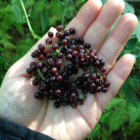 Online Immune/Elder Syrup Class