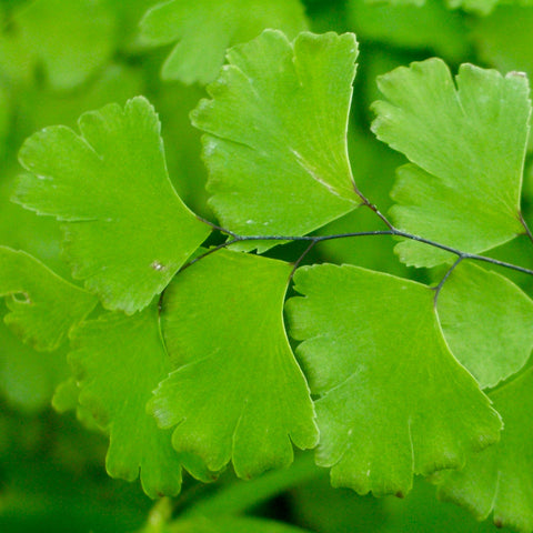 2026 Advanced Clinical & Assessment Skills Series (Live Stream Advanced Module)