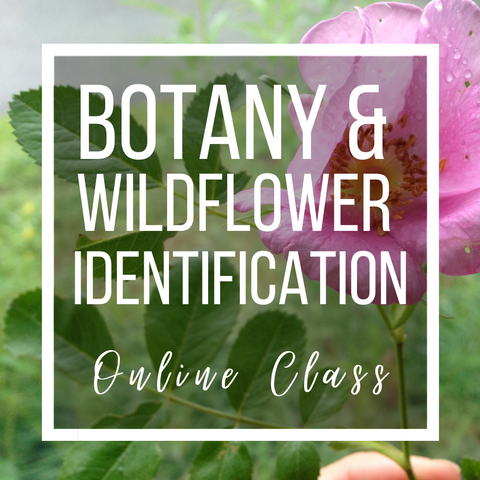 Botany & Wildflower ID